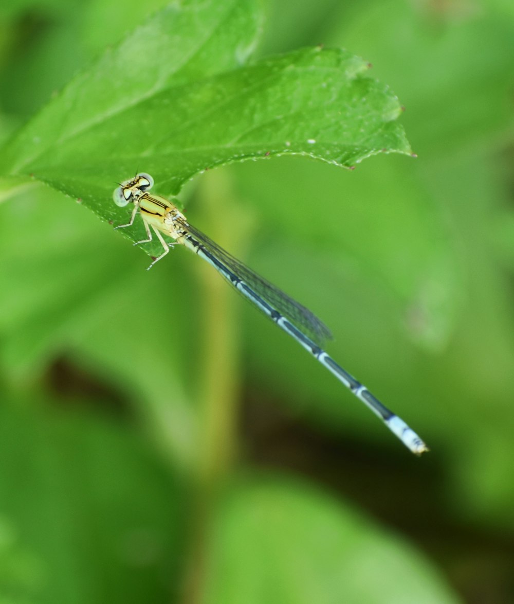 a dragonfly on a leaf