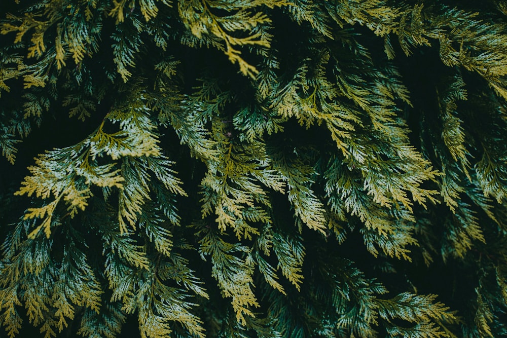 a close-up of a tree