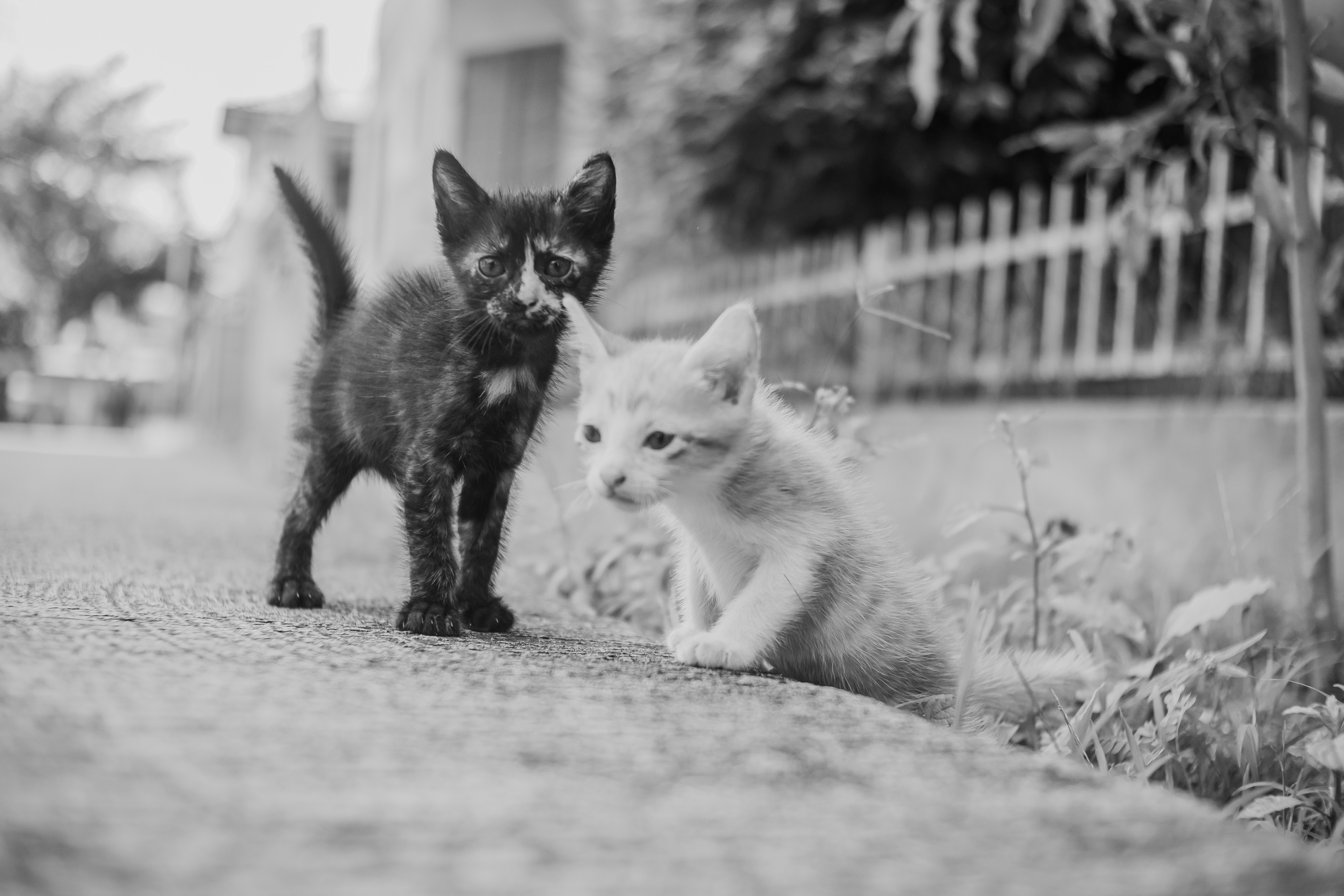 DOG Wanderland ARIAKE Vol.4