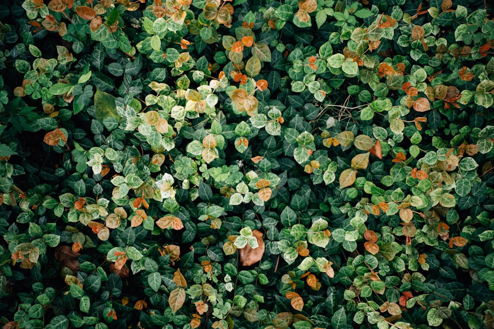 a group of plants with green leaves