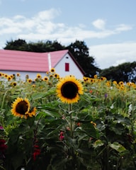 A sunlit view of the historic Hayward Farmhouse surrounded by blooming sunflower fields under a clear blue sky.