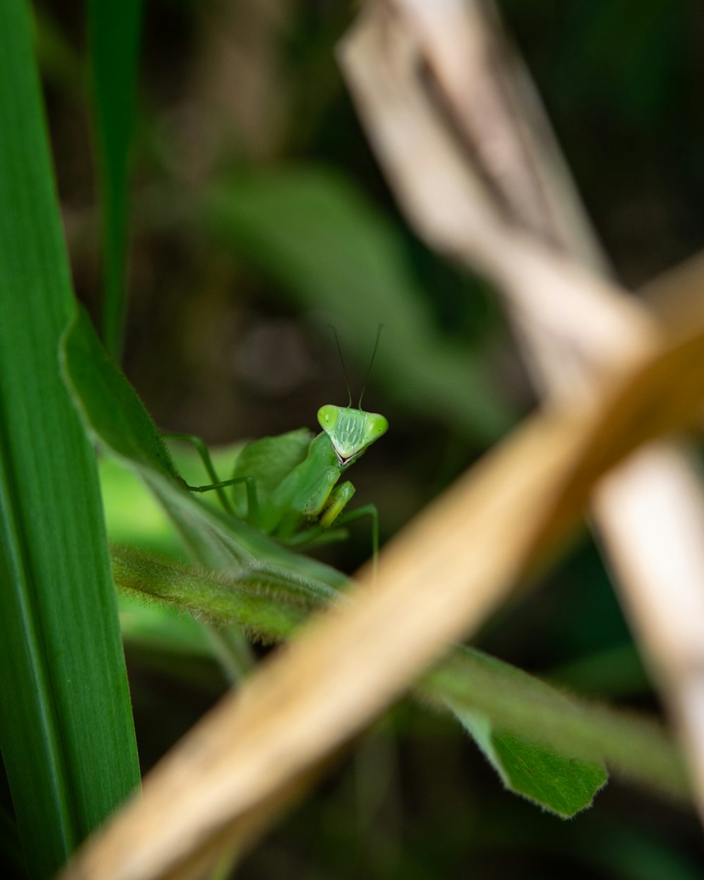 a green insect on a leaf