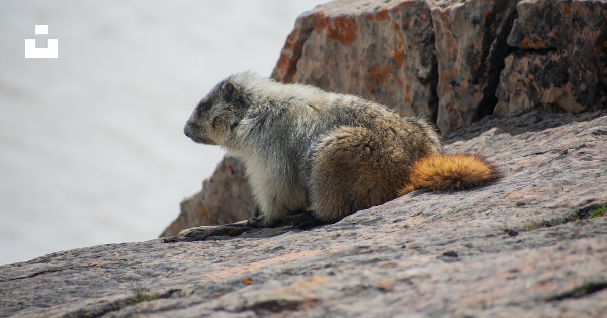 A furry animal on a rock photo – Free Banff Image on Unsplash
