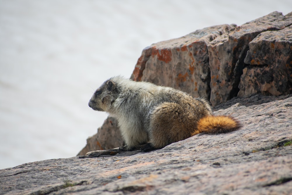 a furry animal on a rock