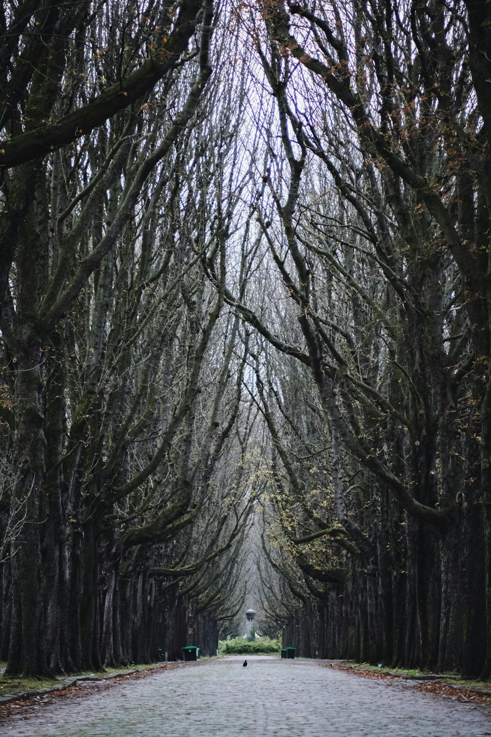 Un camino con árboles a ambos lados
