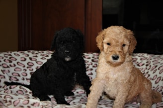 Two puppies resting on a bed covered with a patterned blanket. The puppy on the left has black curly fur, while the one on the right has a light brown, curly coat. They are sitting close to each other, with soft lighting creating a cozy atmosphere.