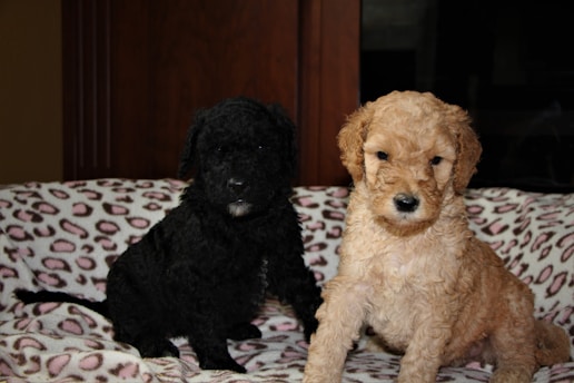 Two puppies resting on a bed covered with a patterned blanket. The puppy on the left has black curly fur, while the one on the right has a light brown, curly coat. They are sitting close to each other, with soft lighting creating a cozy atmosphere.