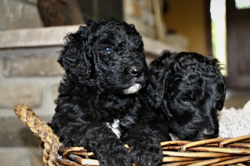 Two curly-haired black puppies are nestled in a woven basket. Their fur is soft and has a slight sheen. A stone wall and a door are visible in the softly focused background, creating a cozy indoor setting.