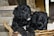 Two curly-haired black puppies are nestled in a woven basket. Their fur is soft and has a slight sheen. A stone wall and a door are visible in the softly focused background, creating a cozy indoor setting.