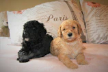 A litter of standard poodle puppies resting peacefully in a cozy wooden crate.