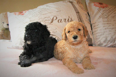 A litter of standard poodle puppies resting peacefully in a cozy wooden crate.