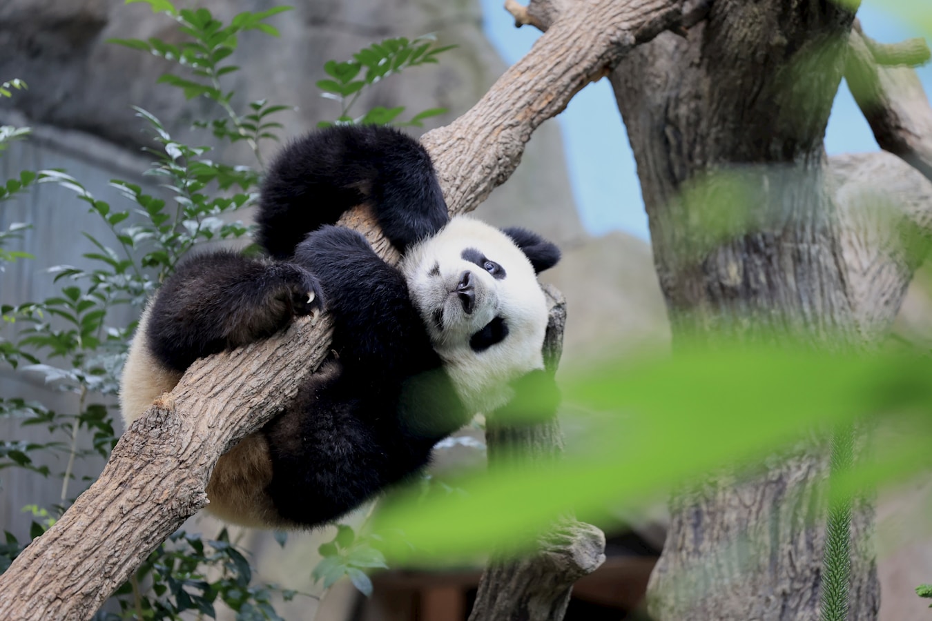giant panda hanging from a tree branch