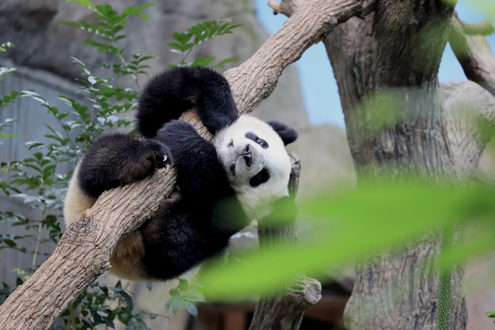Ein Pandabär in einem Baum