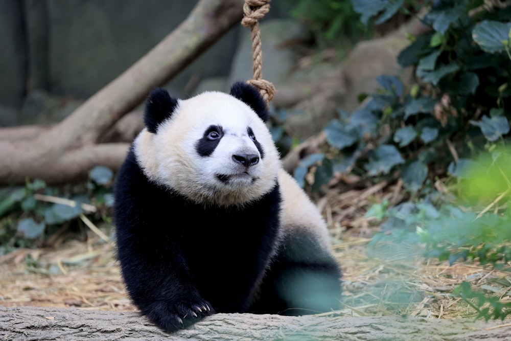 a panda sitting on a log