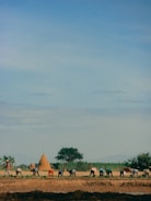A group of farm workers planting crops in a sunny field.