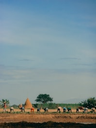A group of farm workers harvesting crops under a clear blue sky.