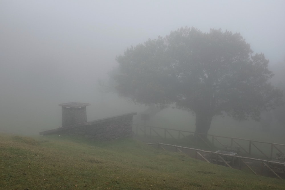 a tree in a field