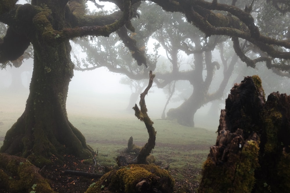 a foggy forest with trees