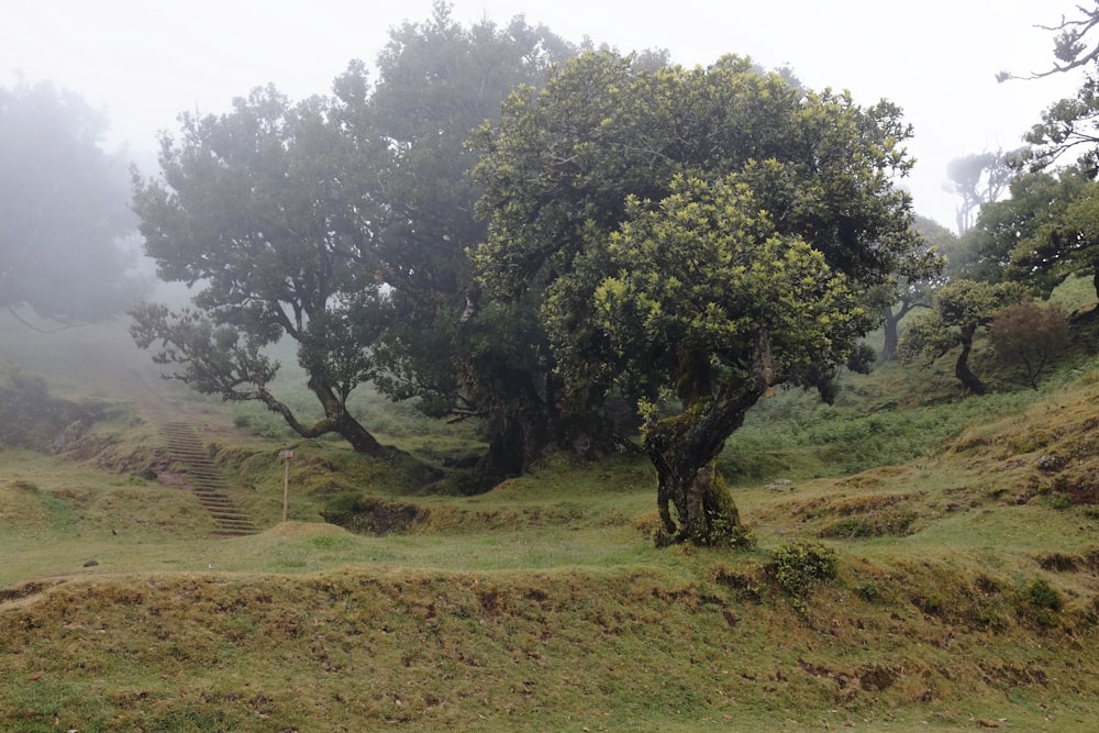 a group of trees in a field