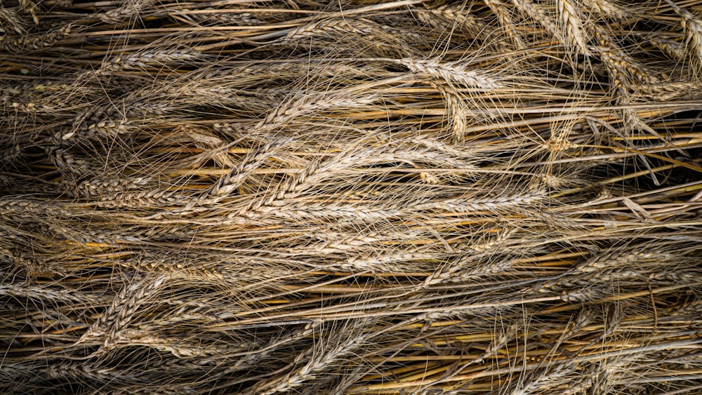 a close up of some dry grass