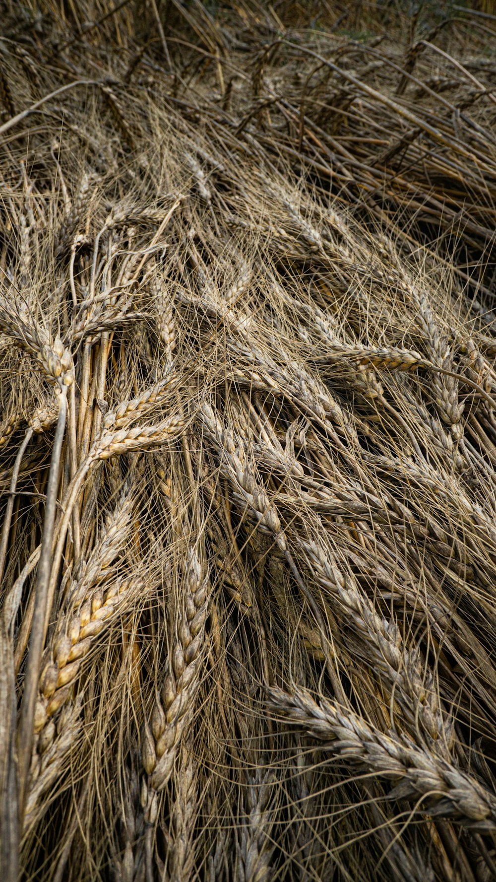 close up of a plant