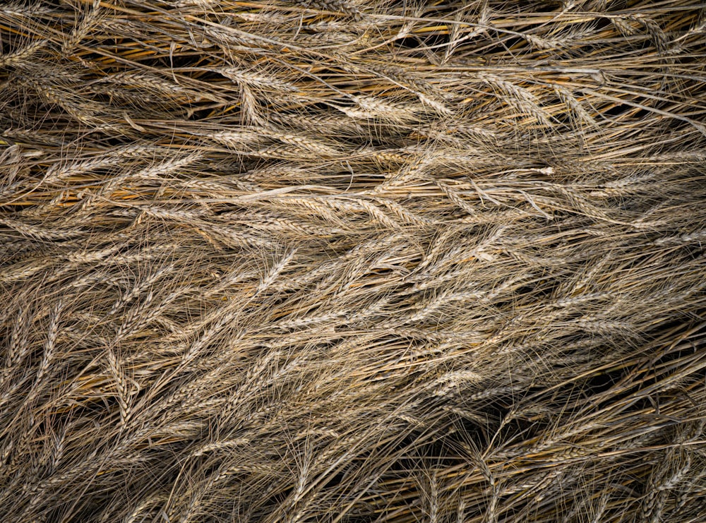 a close up of some hay