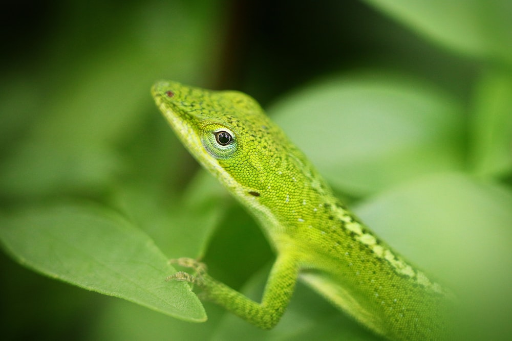 a green lizard on a leaf