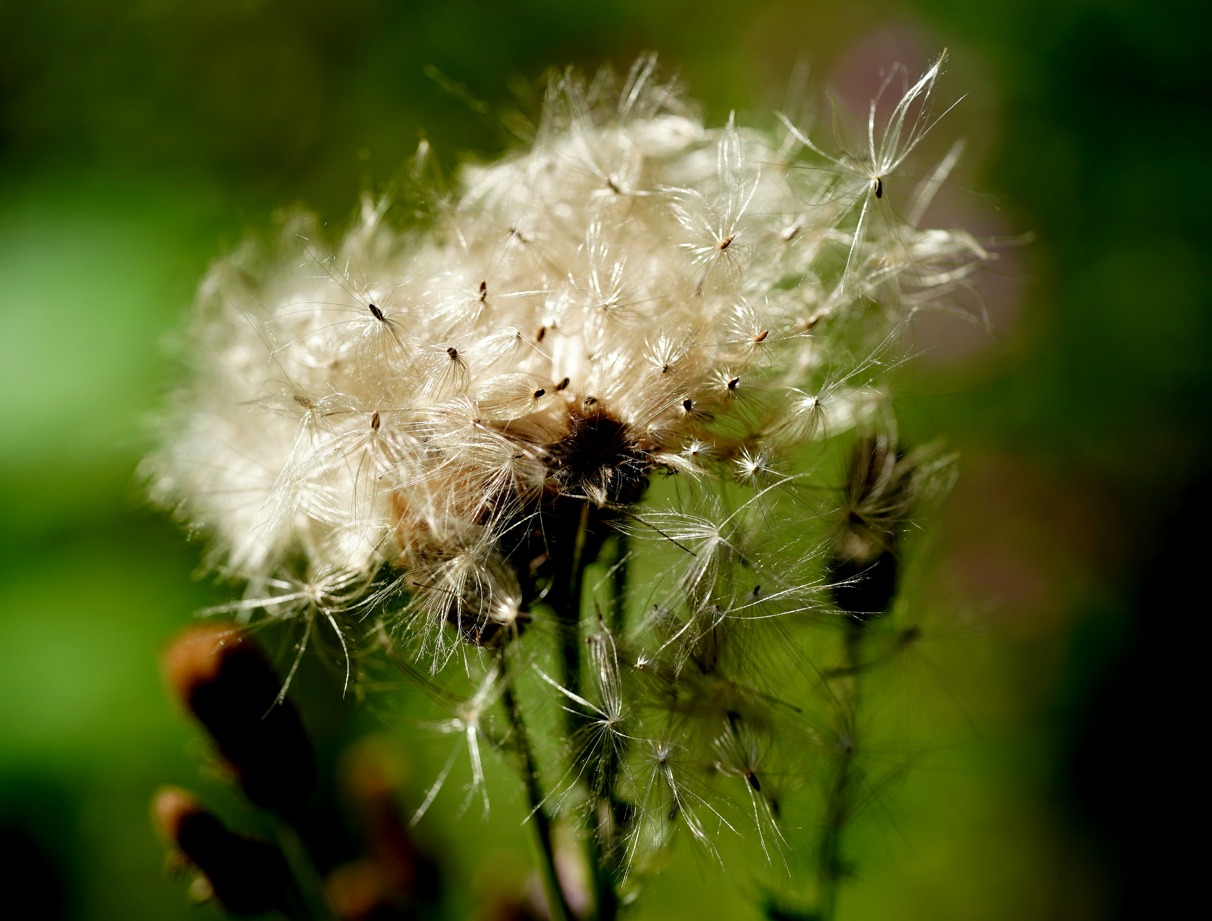 Understanding Hay Fever: Unraveling the Mysteries of Allergic Rhinitis