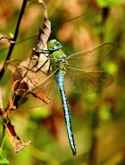 Close-up of a vibrant dragonfly resting on a leaf with intricate wing details.
