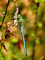 Close-up of a dragonfly resting on a leaf near the preserve’s stream.