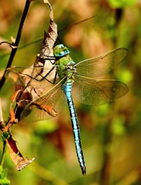 Close-up shot of a vibrant dragonfly resting on a leaf in a sunlit forest.