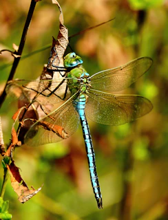 Close-up of a dragonfly resting on a leaf near the preserve’s stream.