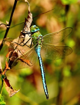Close-up of a vibrant dragonfly resting on a leaf with intricate wing details.