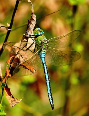 Close-up shot of a vibrant dragonfly resting on a leaf in a sunlit forest.