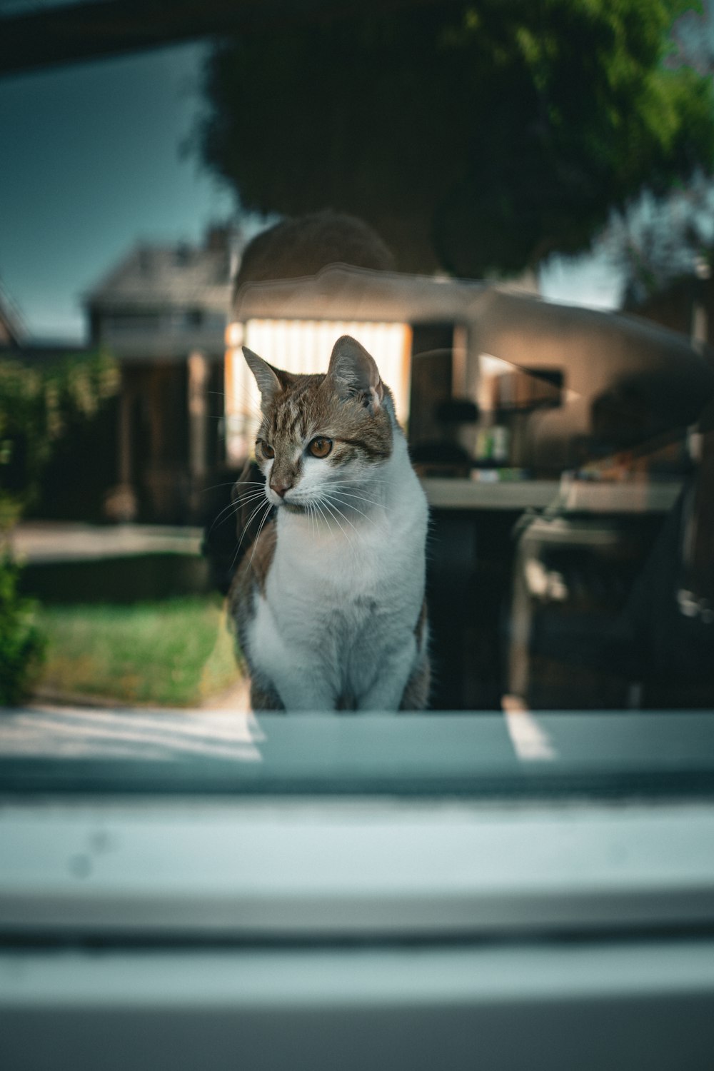 a cat sitting on a car