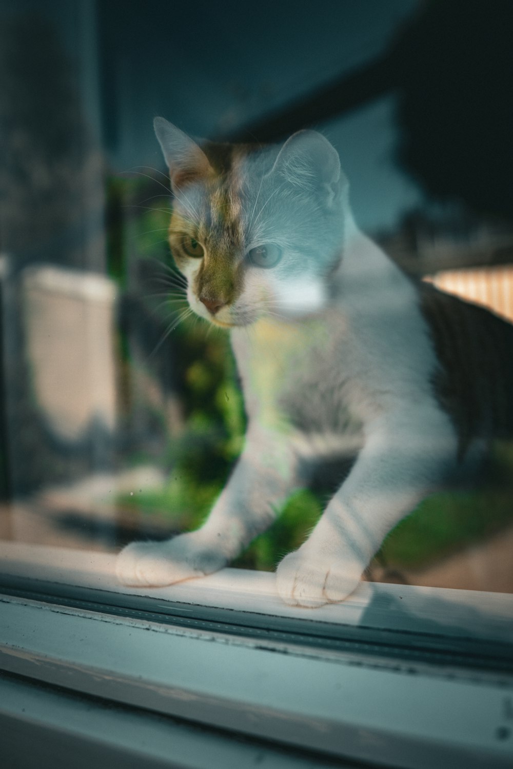 a cat walking on a ledge