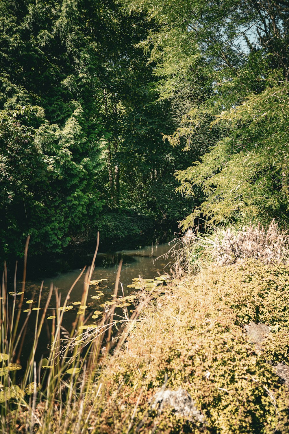 a river in a forest