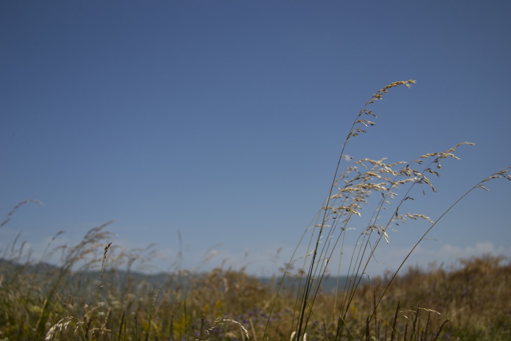 a field of grass with a blue sky in the background