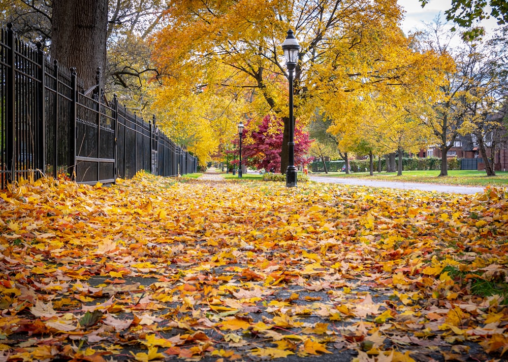 a path with fallen leaves