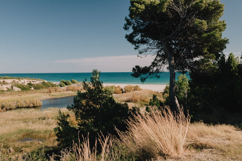 a grassy area with trees and water in the background