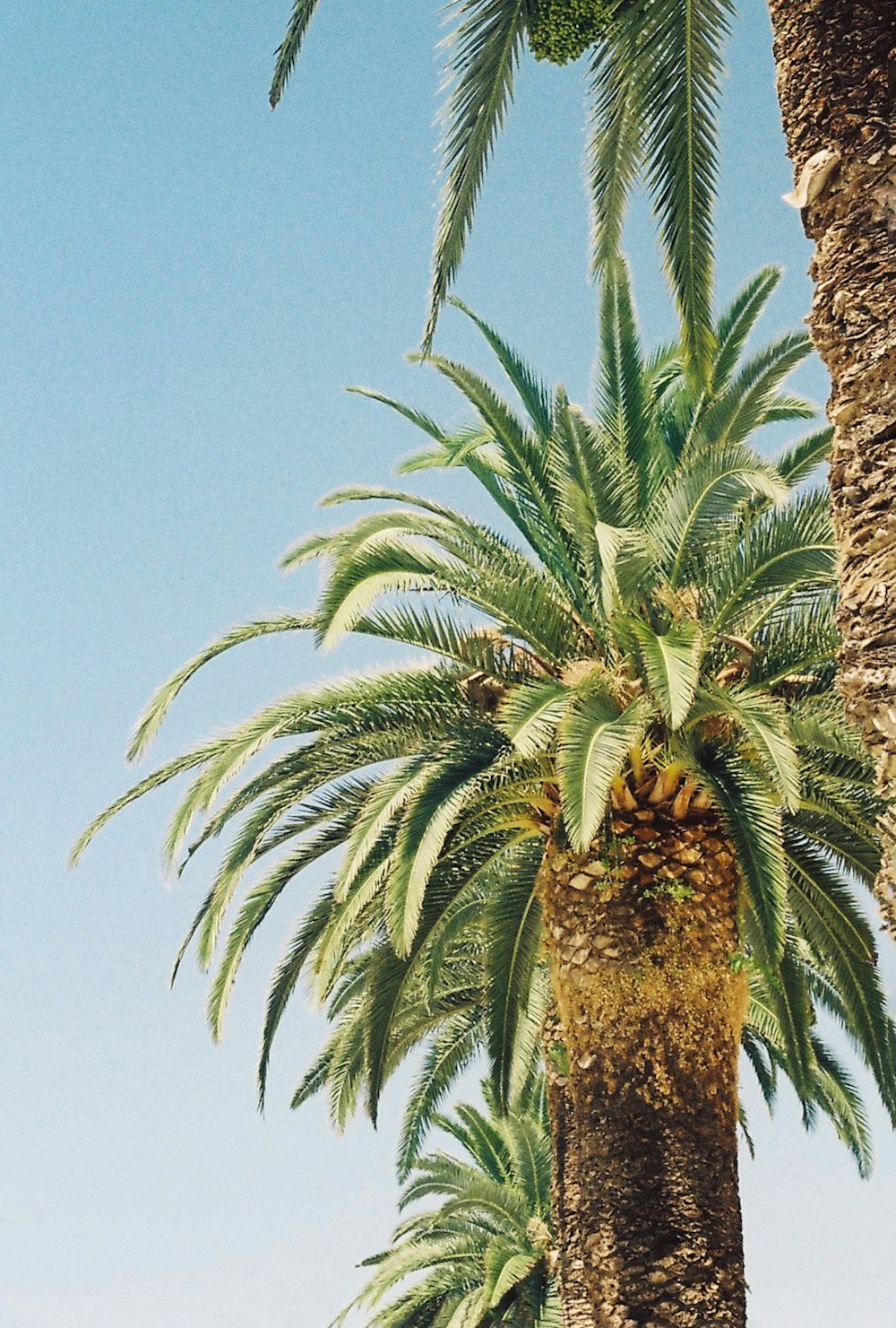 a palm tree with a blue sky
