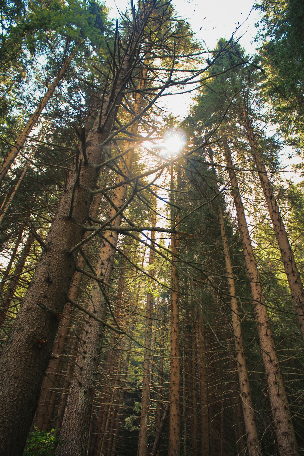 a group of trees