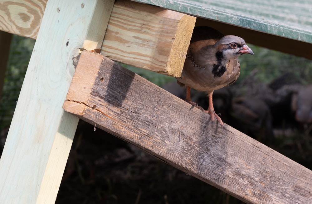 a bird on a wooden fence