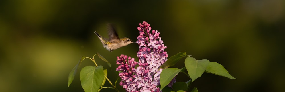 a bee flying over a purple flower