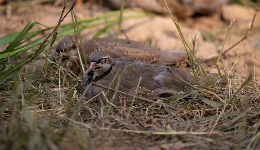 a bird lying in the grass