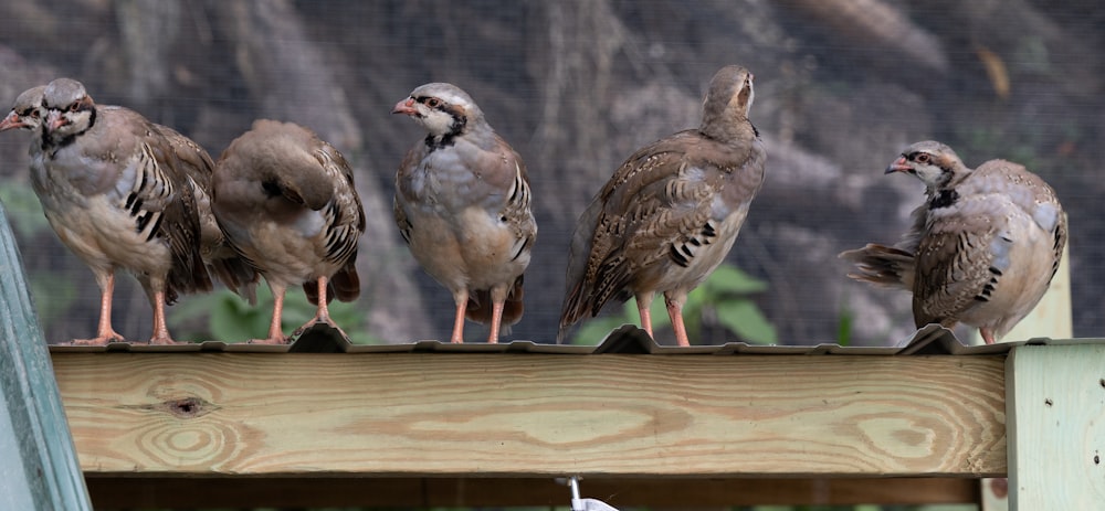 a group of birds on a wood fence