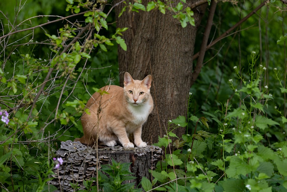 a cat sitting on a tree stump