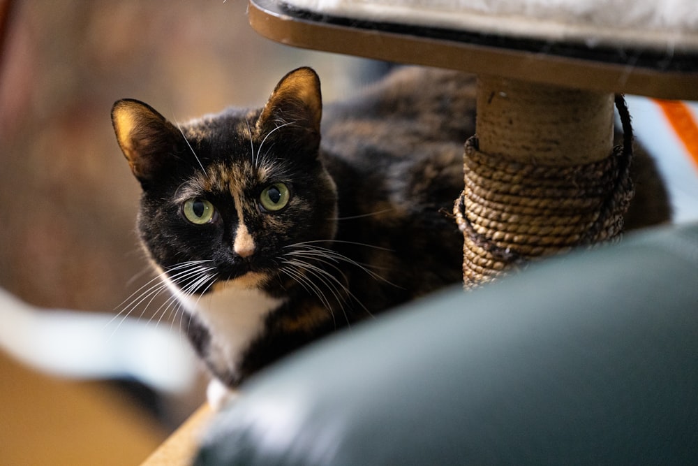 a cat lying on a chair