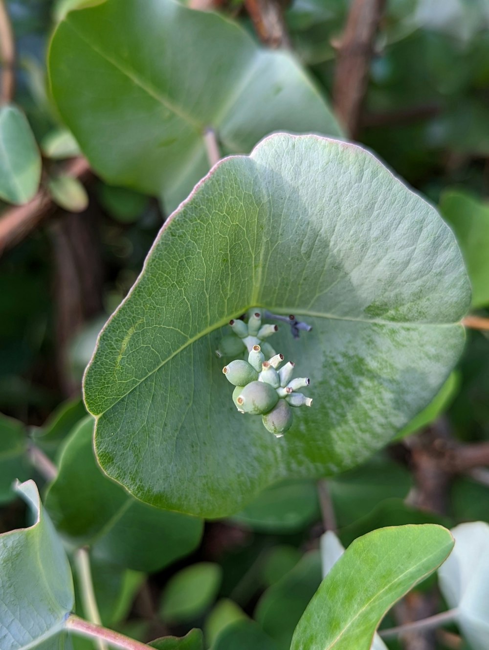 a close up of a leaf