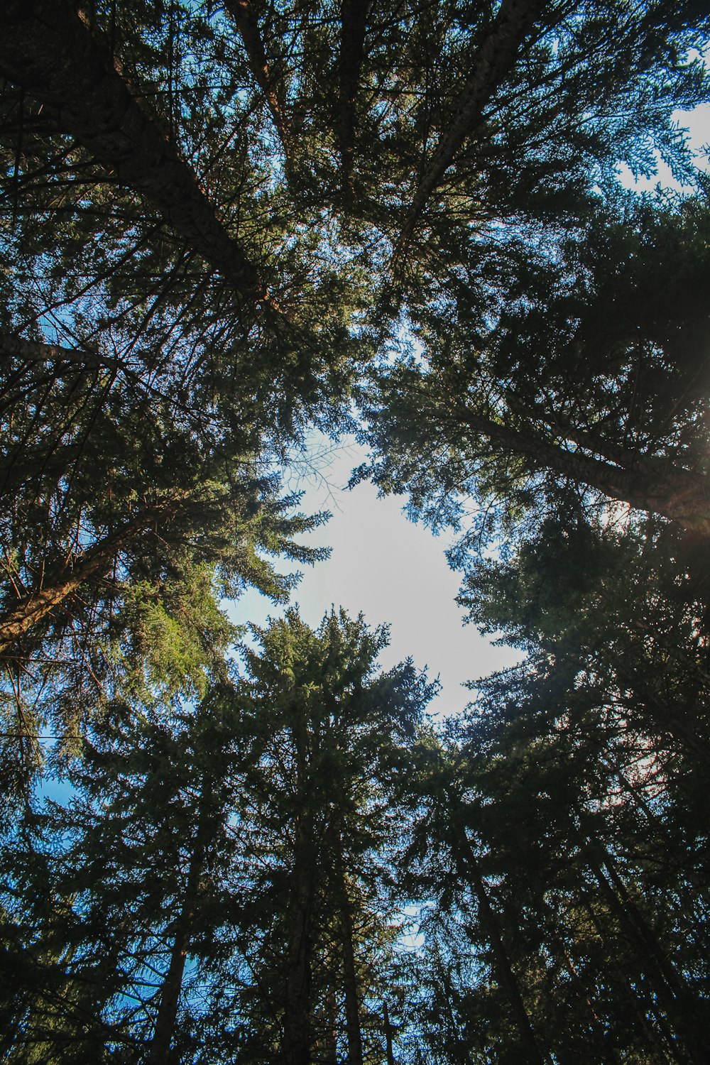 looking up at trees and blue sky